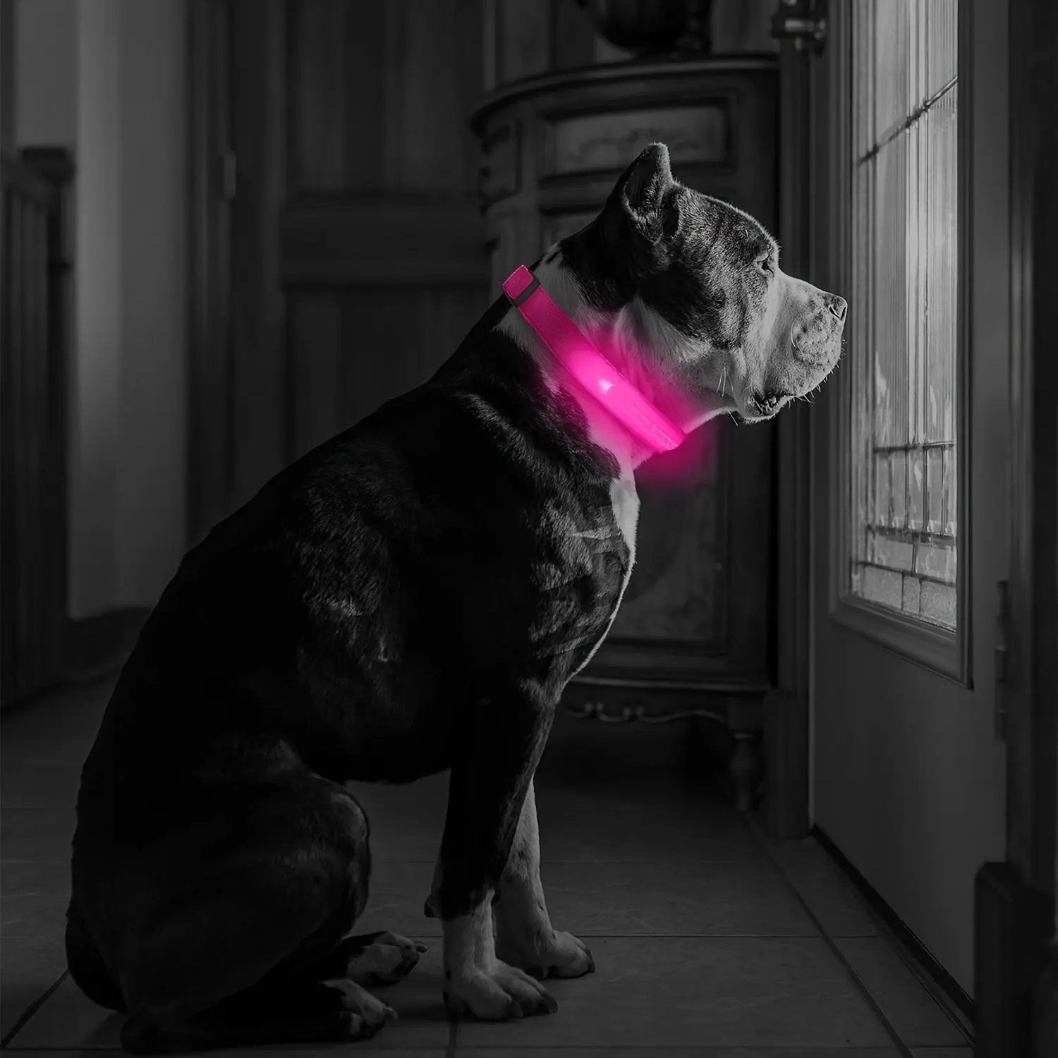 LED Webbing Collar, Suitable for Small to Medium Dogs - Keep Your Pet Safe and Visible During Nighttime Walks