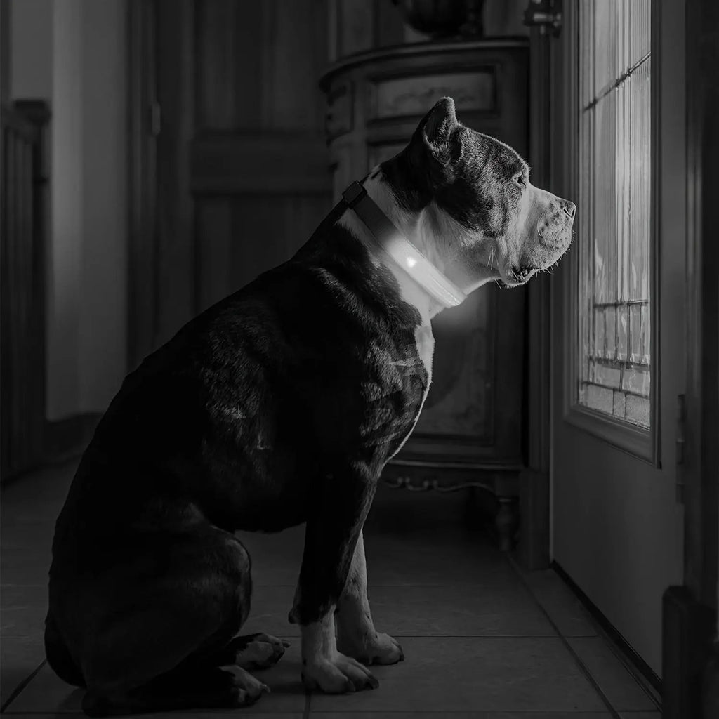 LED Webbing Collar, Suitable for Small to Medium Dogs - Keep Your Pet Safe and Visible During Nighttime Walks