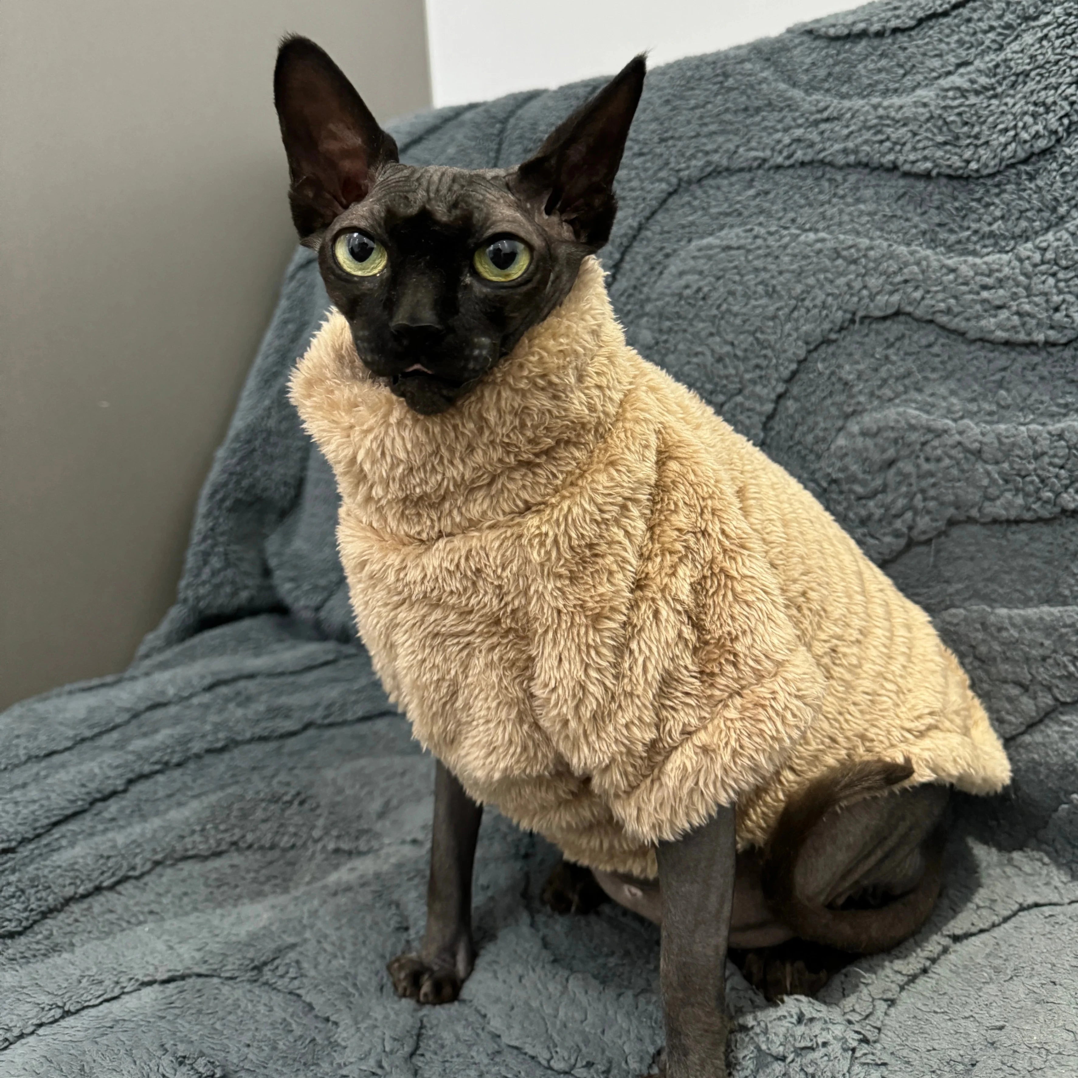 Pet Cat Sweater Home Fur Autumn and Winter Warm Solid Color Soft Arctic Velvet Skincare Suitable for Devonshire Cats, Hairless C PAWN-SOME PETS