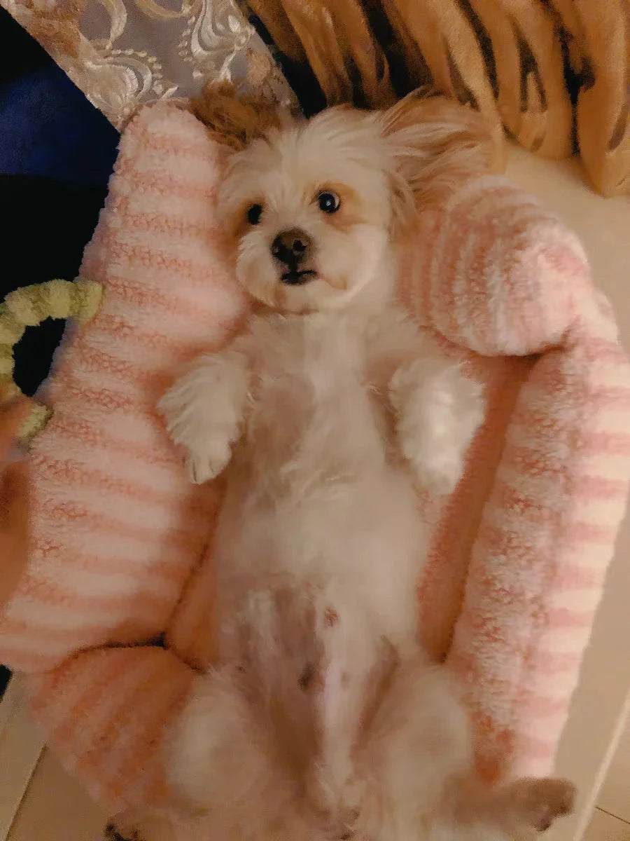 Puppy special sofa kennel winter warm pet Internet celebrity cat nest small dog dog sleeping mat cushion winter bed PAWN-SOME PETS