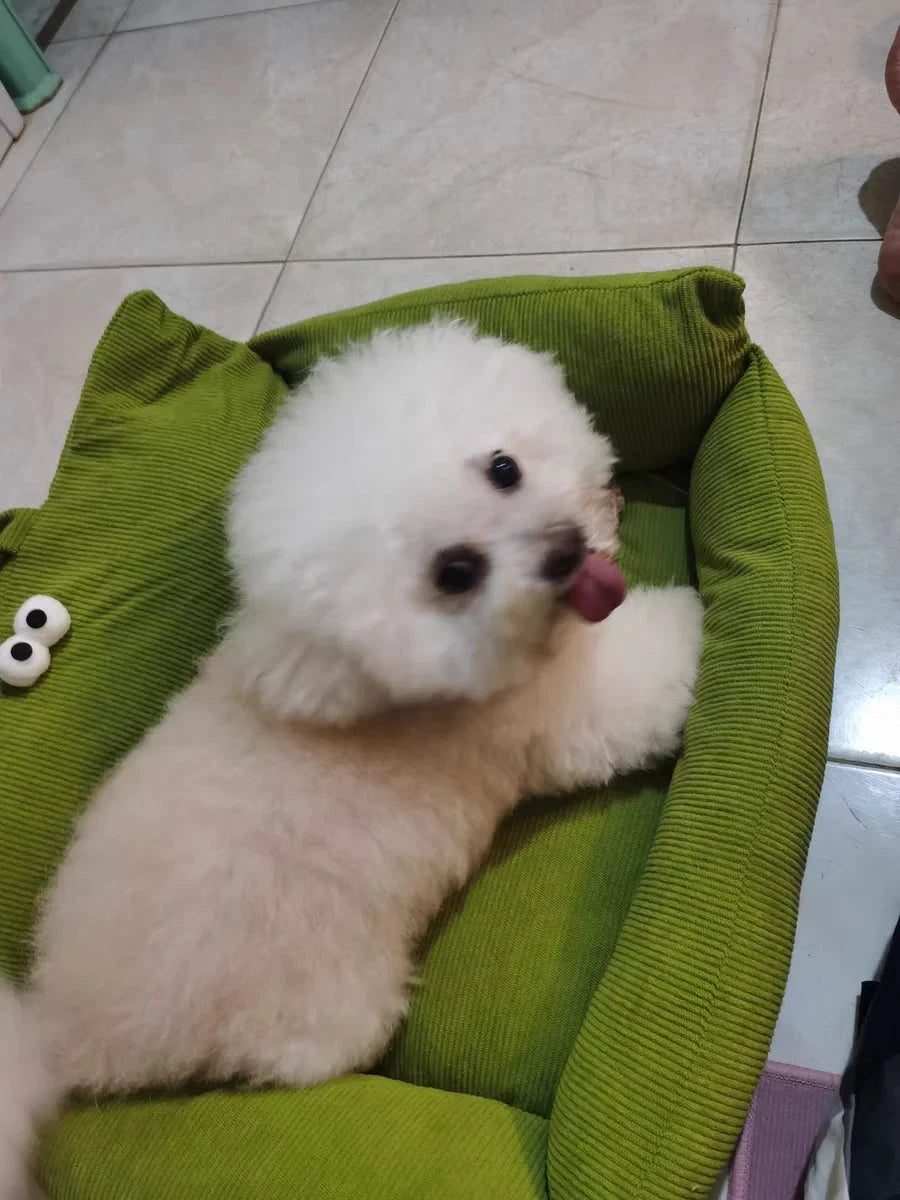 Puppy special sofa kennel winter warm pet Internet celebrity cat nest small dog dog sleeping mat cushion winter bed PAWN-SOME PETS