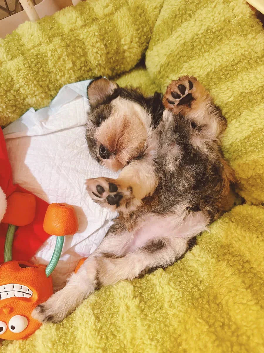 Puppy special sofa kennel winter warm pet Internet celebrity cat nest small dog dog sleeping mat cushion winter bed PAWN-SOME PETS