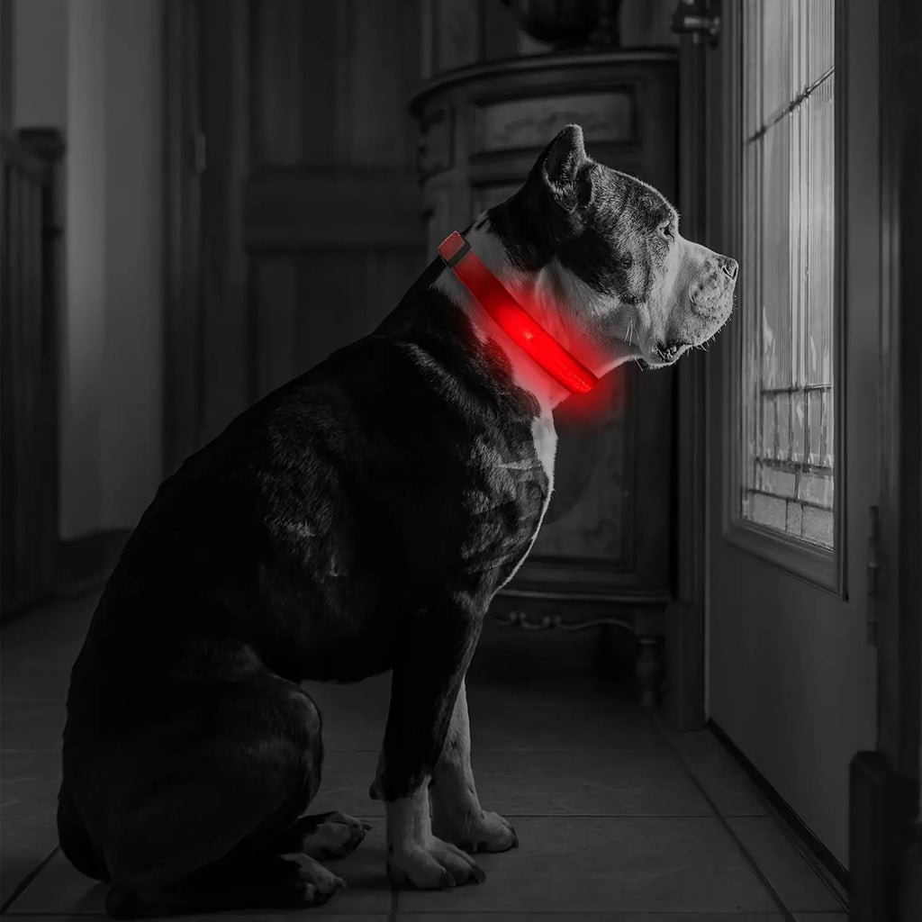 LED Webbing Collar, Suitable for Small to Medium Dogs - Keep Your Pet Safe and Visible During Nighttime Walks