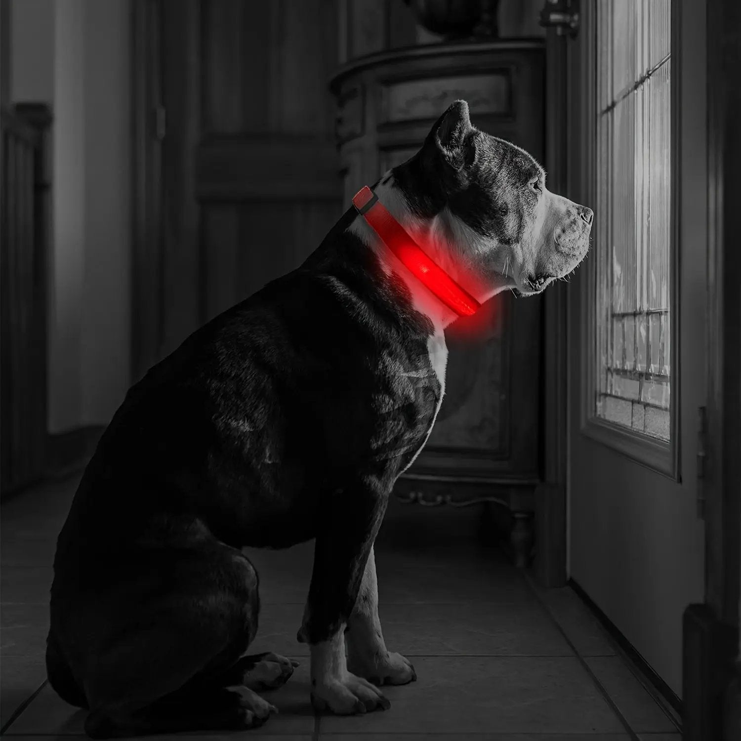 LED Webbing Collar, Suitable for Small to Medium Dogs - Keep Your Pet Safe and Visible During Nighttime Walks